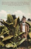Mason County Tobacco 