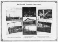 Mason County Tobacco 