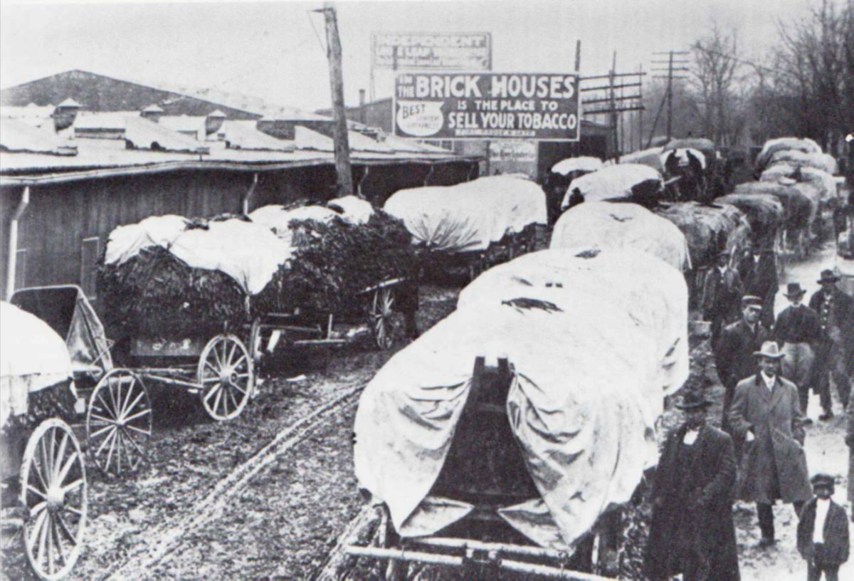 Maysville Tobacco